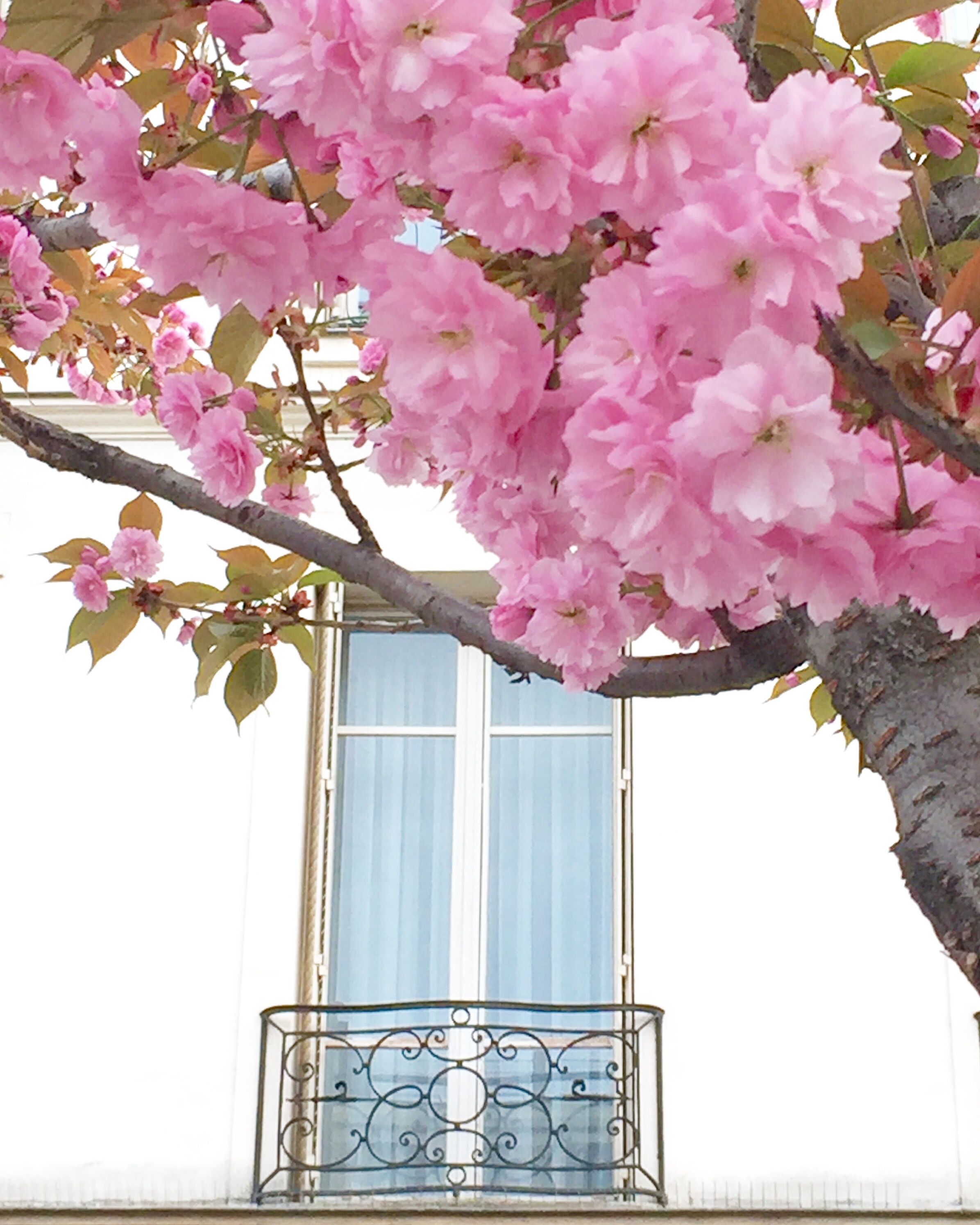 arredare con i fiori, simonetta chiarugi, impastastorie bistrot, about e garden, piante da appartement, green house, terrazzi in fiore